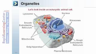 Rapid Learning: The Cell - What is the Cell?