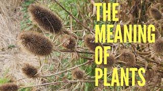 Common Teasel - The Meaning of Plants