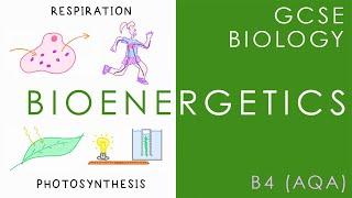 BIOENERGETICS - Respiration & Photosynthesis - GCSE Biology (AQA Topic B4)