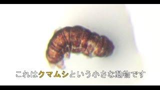 クマムシの強さの謎を解く | UTokyo Research