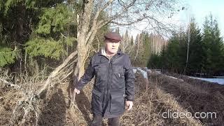 Место для пчелиной ловушки.