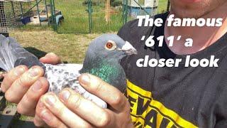 Our BEST PIGEON IN THE LAST 10 YEARS | The Famous ‘611’ A Closer Look