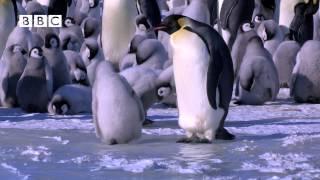 PENGUINS...ICE SKATING!!!