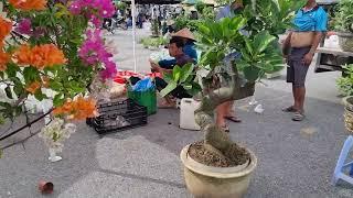 SH.9172. Đi chợ Sơn Tây bonsai tầm nhỏ dễ chơi.