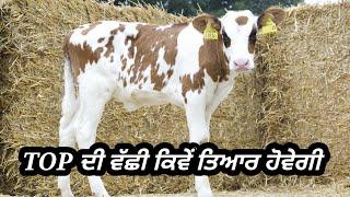 4-9ਮਹੀਨੇ ਦੀ ਵੱਛੀ ਨੂੰ ਕਿਵੇਂ ਤਿਆਰ ਕਰਨਾ ਹੈ 