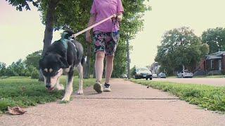 Dog owner acts fast after pup eats rat poison left by sidewalk; safety tips for pet owners