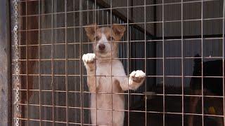 Общественники Тамбовской области посетили ипподром и приют для животных «Доброе сердце»