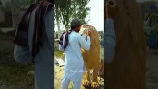 How We Create a Giant Fiber Lion: Factory Crafting Process