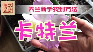 [石针养花]终于挽救了我的兰花 - 新手养卡特兰Cattleya的初步总结