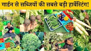 Biggest Harvesting Of Organic Winter Vegetables From My Rooftop Vegetable Terrace Garden in Dec 2022