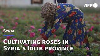 Cultivating roses in Syria's Idlib province | AFP