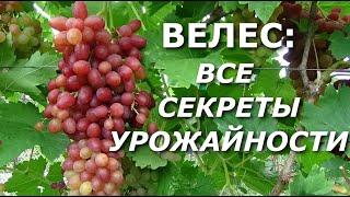 СЕКРЕТЫ УРОЖАЙНОСТИ ВИНОГРАДА ВЕЛЕС