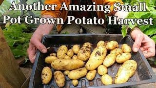 Amazing Crop of Potatoes from a Small Pot