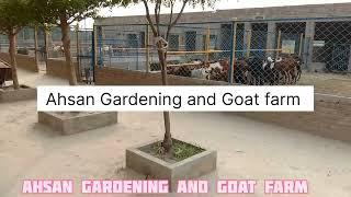 Ahsan Gardening and Goat Farm | welcome | Goats |Model farm | Modern Farm | 2024 #Ahsan model Farms