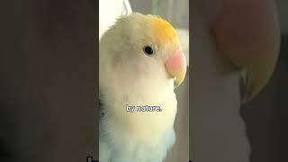 Crazy Lovebird Loves Breaking Things #thekoala #animals #birds #birdlovers #animallover