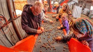 It's Time to Harvest and Clean Some Nuts!