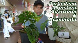 Perbedaan Monstera Adansonii dan Acuminata | JANDA BOLONG! | NAPI NIKI?!