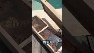 Самые маленькие в мире пчелы это австралийские тригоны у них нет жало и они собирают мёд ванили