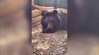 Bear rescued in Ukraine shelling gets home in Five Sisters Zoo (Scotland) 12/Jan/2024