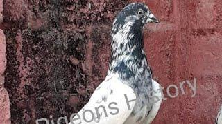 Sheikho wale kabootar Best Breed Of Sailkot(03205095644) || Syed Pigeons Officials