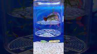 Thanks to the preparations made in advance #breedingbox #aquascapegallery #tropicalfish #guppy #fish