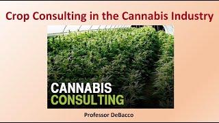 Crop Consulting in the Cannabis Industry