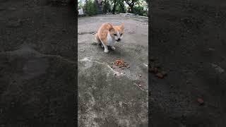 Feed food to orange and white cat #feedingcat #cats #cat #pets #pet #animals  #shortscat  #blackcat