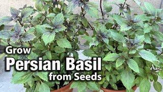 How to Grow Persian Basil or Reyhan from Seed in Pots | Easy Planting Guide