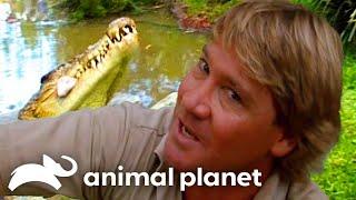 Steve Irwin's Big Croc Diaries at Australia Zoo | The Crocodile Hunter | Animal Planet