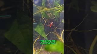 Freshwater clownfish? #aquariumhobby #nemo #clownfish #fishkeepinghobby #tropicalfish