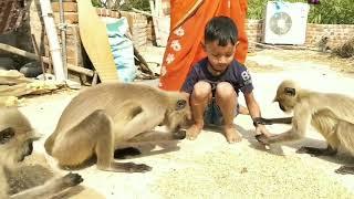 Kya Langooron ko Akal hai || A group of langoors are freely meet this child presence of her mother.