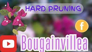 Hard pruning bougainvillea | Do's & Don'ts