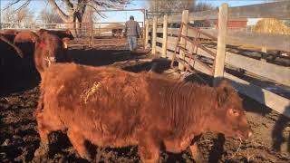 Feeding the Heifers