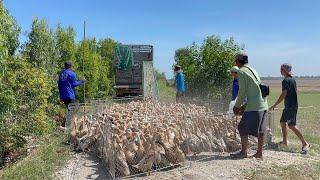 Truck Ducks “ The duck “ Farm Life TV