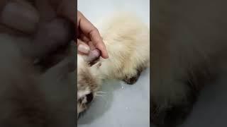 kucing telinganya hematom