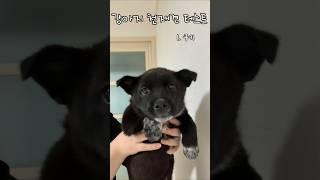 누가누가 똑똑한가  #유기견임보