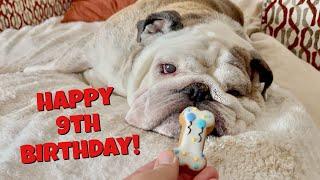 Reuben the Bulldog: Happy 9th Birthday!