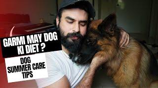 Summer Care of Dog & Puppy | Tips & Diet Plan