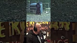 Joe Rogan Amazed By Bear Getting Instant Karma 