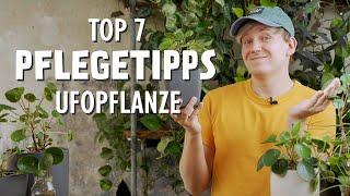 Diese 7 BESTEN Pflegetipps für deine Ufopflanze MUSST du kennen! (Pilea peperomioides, Glückstaler)