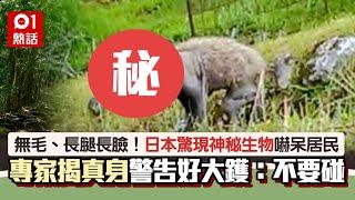 日本驚現「無毛長腿長臉」神秘生物　專家揭真身警告：千萬不要碰