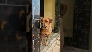 Dog barking sound #shorts #viralvideo #dailyshorts #viralshort #trending #adarshtiwarivlog