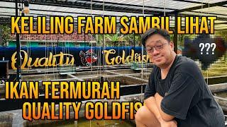 FARM TOUR ‼️ KELILING FARM LIHAT IKAN KOKI TERMURAH QUALITY GOLDFISH‼️