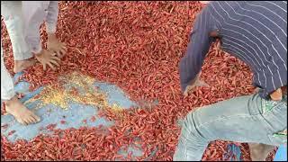 Assam Bullet Mirch/Assam Red Chilli/Red Chilli/Lal Mirchi #hoquegrocerystore19-87