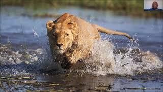 VICTOR DITIRO: WILDLIFE OKAVANGO DELTA