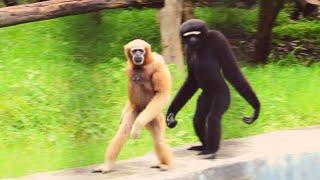 Gibbons walk like humans - Ape Gibbons Walking & Climbing Like Trampoline Gymnastics