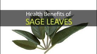 10 Health Benefits of Sage Leaves