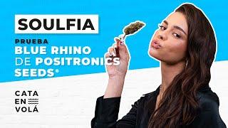 SOULFIA: MÚSICA URBANA Y CANNABIS // CATA EN VOLÁ