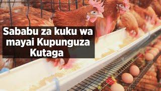 Ufugaji wa Kuku wa Mayai | Sababu za Kupunguza Kutaga