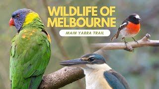 Wildlife of Melbourne - Main Yarra Trail